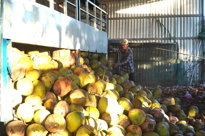 Giá nông thủy sản miền Tây: Dừa tươi rớt giá, dừa khô thành "ngôi sao" - Ảnh 2. Giá nông thủy sản miền Tây: Dừa tươi rớt giá, dừa khô thành "ngôi sao" - Ảnh 2.