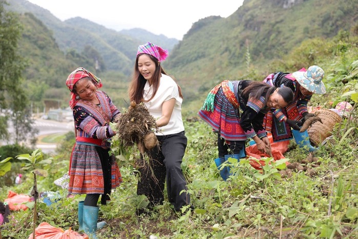 Khoai sâm đất: Đặc sản Tây Bắc nâng cao giá trị kinh tế nhờ livestream - Ảnh 3. Khoai sâm đất: Đặc sản Tây Bắc nâng cao giá trị kinh tế nhờ livestream - Ảnh 3.