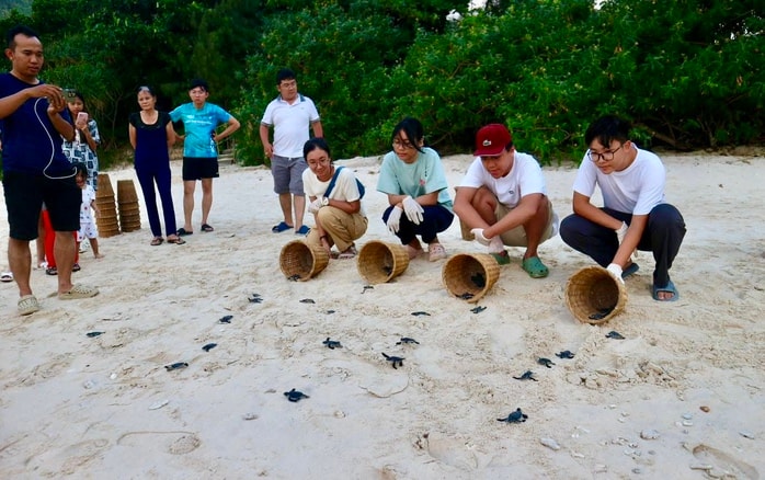 Hơn 120.000 rùa con trở về biển tại Côn Đảo - Ảnh 1.