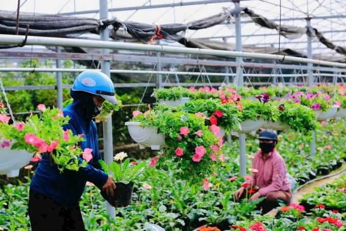 Người dân làng cây cảnh Tích Giang, xã Phúc Thọ với nghề trồng cây cảnh. Ảnh: Sở Du lịch Hà Nội