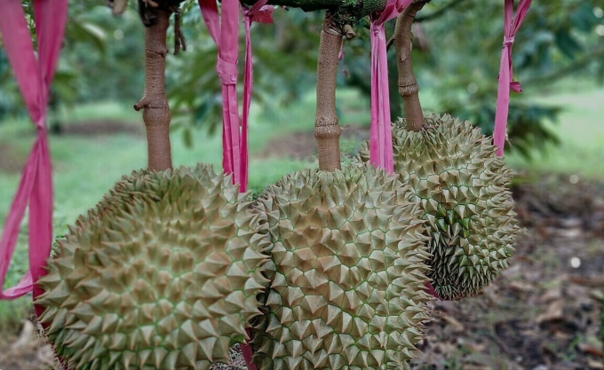 Vườn sầu riêng của HAG tại Gia Lai. Ảnh: Thi Hà