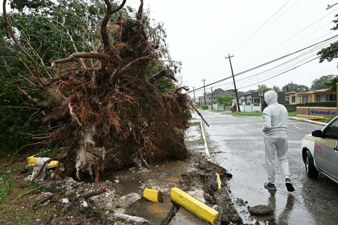 Cây đổ trên đường phố ở St. Catherine, Jamaica ngay trước khi bão Melissa đổ bộ. Ảnh: AFP