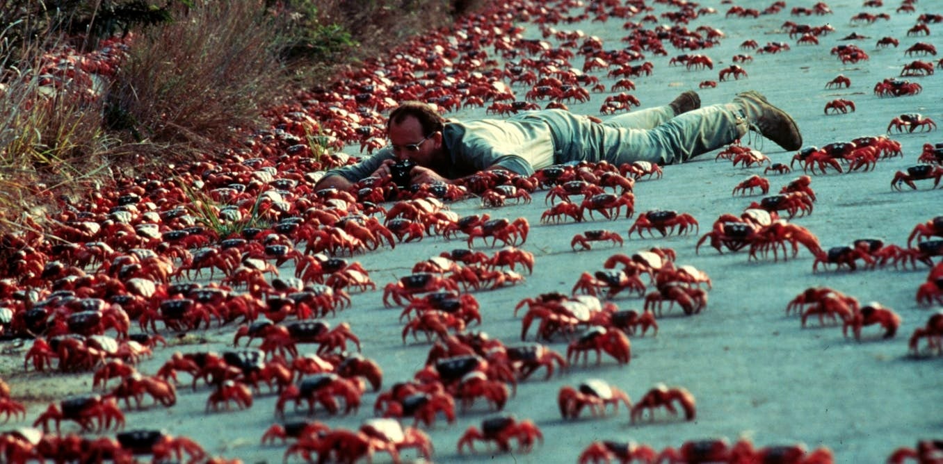 Cuộc di cư của hàng triệu con cua đỏ