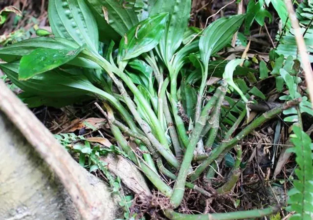 Cây dại mọc đầy ở Việt Nam,sang "trời Tây" bán hơn nửa triệu/kg - Ảnh 2.