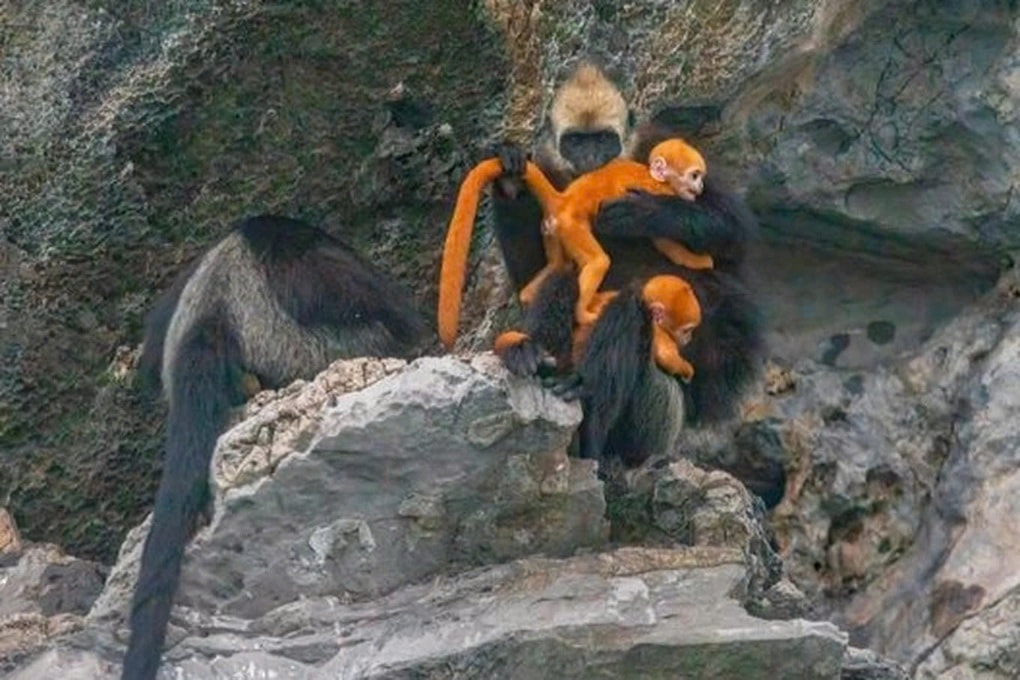 Hạ Long - Cát Bà: Hành trình xanh giữa di sản kép - 3 Hạ Long - Cát Bà: Hành trình xanh giữa di sản kép - 3