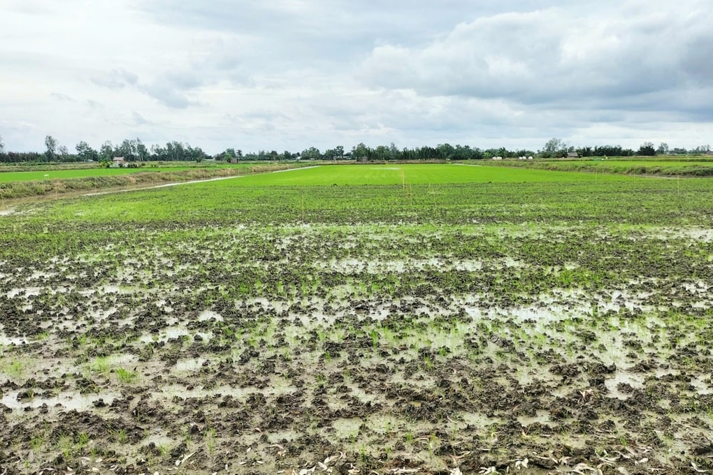 Những con số thiệt hại chục nghìn tỷ với chuyện sinh kế cho nông dân - 2 Những con số thiệt hại chục nghìn tỷ với chuyện sinh kế cho nông dân - 2