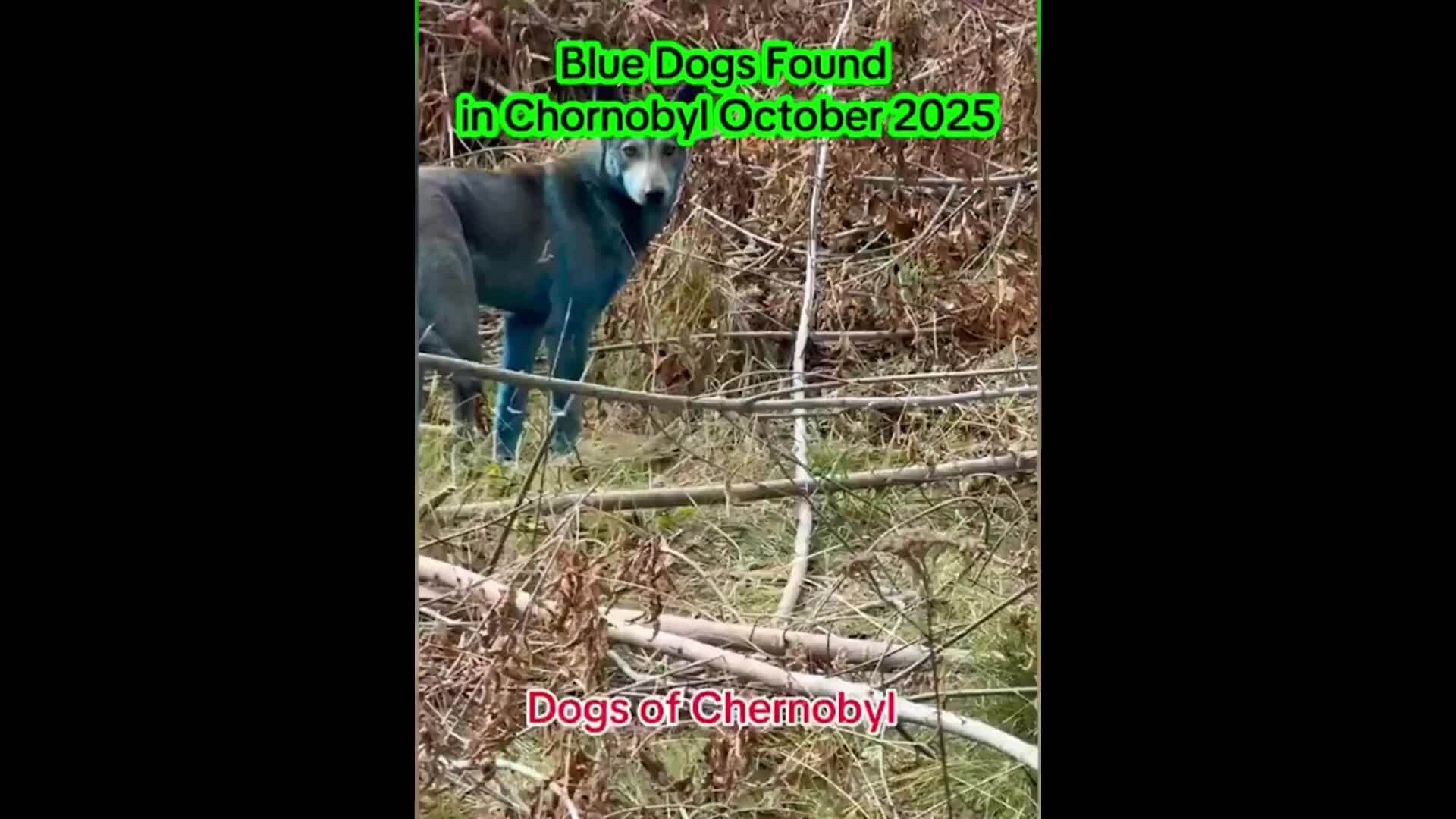 Phát hiện chó lông xanh gần nhà máy điện hạt nhân Chernobyl