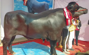 Con trâu bạch tạng được trả 1,4 tỷ đồng, hai vợ chồng mãi mới "gật đầu" bán - Ảnh 4.