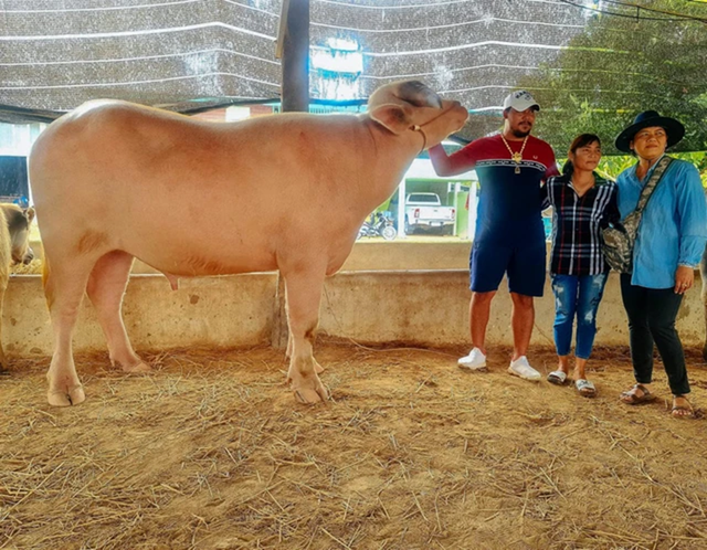 Con trâu bạch tạng được trả 1,4 tỷ đồng, hai vợ chồng liền "gật đầu" bán ngay - Ảnh 1.