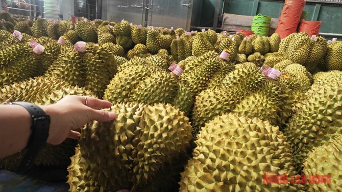 Giá sầu riêng tăng , bầu Đức mở rộng trồng 1 . 000 Ha sầu riêng mới - Ảnh 1. Giá sầu riêng tăng , bầu Đức mở rộng trồng 1 . 000 Ha sầu riêng mới - Ảnh 1.