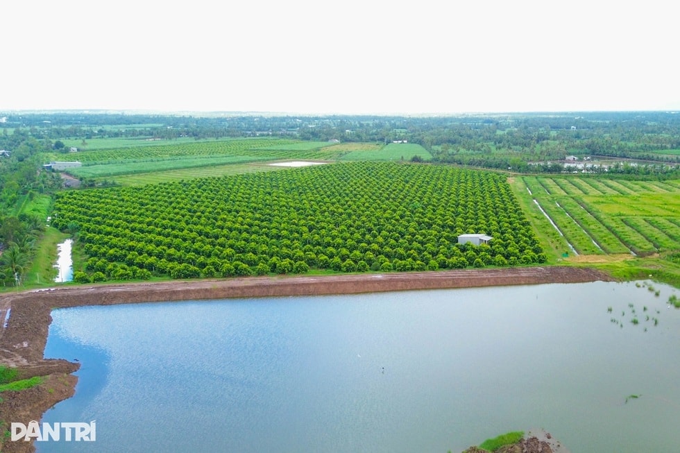 Lão nông rồ bỏ hàng chục tỷ đồng tạo giống trái cây quê, được giá khó tin - 5