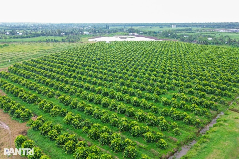 Lão nông rồ bỏ hàng chục tỷ đồng tạo giống trái cây quê, được giá khó tin - 1