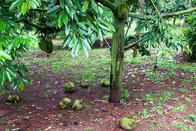 Vườn sầu riêng nhà ông Kiêm ở Đăk Lăk liên tục rụng nhiều ngày qua. Ảnh: Đoàn Kiêm