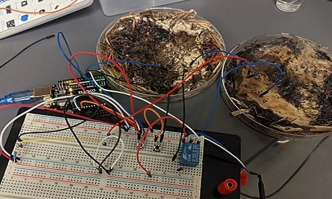 Nhóm nghiên cứu thí nghiệm với nấm sấy khô. Ảnh: Đại học Ohio