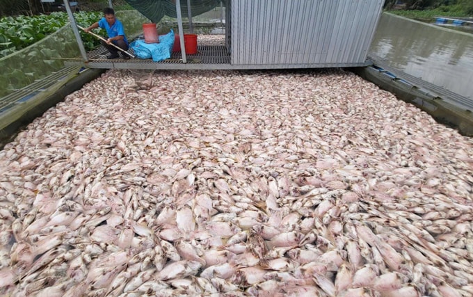 Lồng bè các của ông Bùi Văn Vũ chết trắng. Ảnh: An Bình