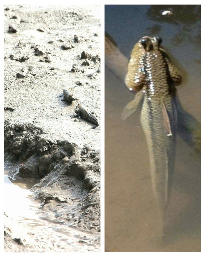 Giá nông thủy sản miền Tây: Loài cá biết leo cây ở Cà Mau hơn 300.000 đồng/kg - Ảnh 1.