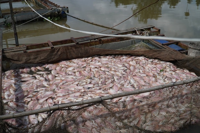 Cần Thơ: Hàng tấn cá điêu hồng chết bất ngờ trước ngày xuất bán - Ảnh 2.