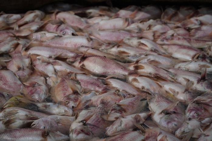 Cần Thơ: Hàng tấn cá điêu hồng chết bất ngờ trước ngày xuất bán - Ảnh 3.