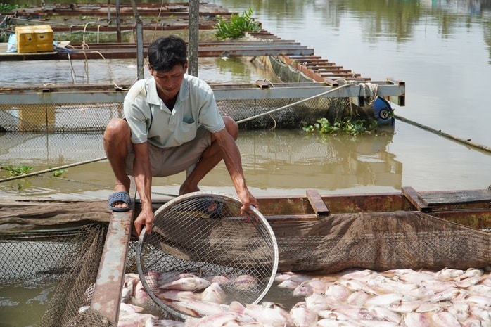 Cần Thơ: Hàng tấn cá điêu hồng chết bất ngờ trước ngày xuất bán - Ảnh 1.