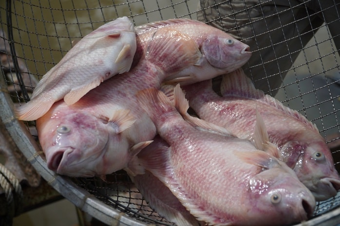 Cần Thơ: Hàng tấn cá điêu hồng chết bất ngờ trước ngày xuất bán - Ảnh 4.