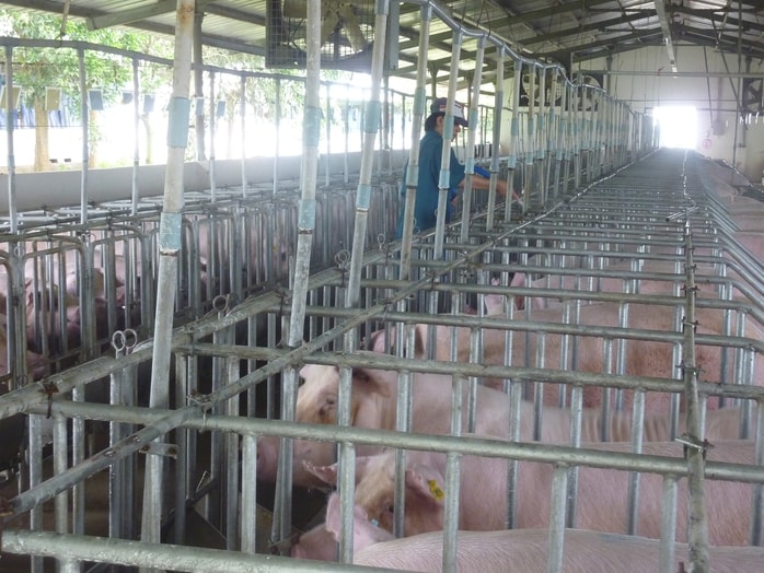 Giá heo hơi hôm nay, 31-10: Giá heo hơi từ công ty được điều chỉnh giảm - Ảnh 1.