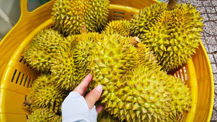 Phó Thủ tướng chỉ đạo làm rõ trách nhiệm để gián đoạn kiểm nghiệm vàng O và cadimi cho sầu riêng  - Ảnh 1.