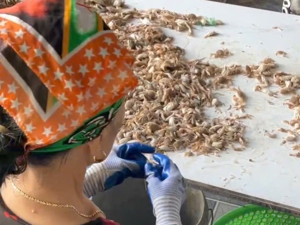 Hai chị em giải cứu nghề biển của bố mẹ, thu vài chục triệu mỗi ngày - 5