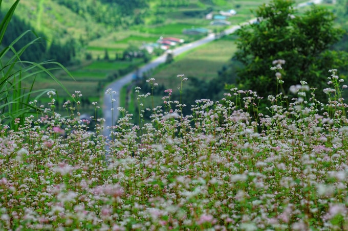 Hoa tam giác mạch ở cao nguyên đá. Ảnh: Giang Trịnh