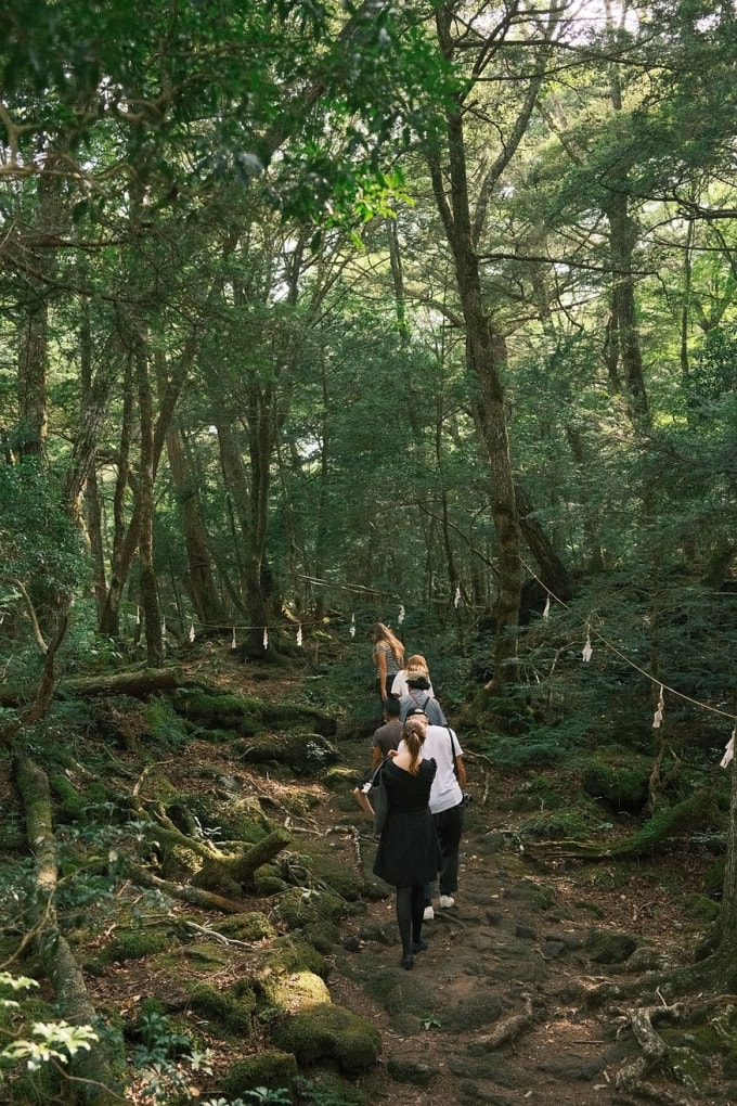 Đoàn khách của Lily tham quan khu rừng. Ảnh: Untold Japan