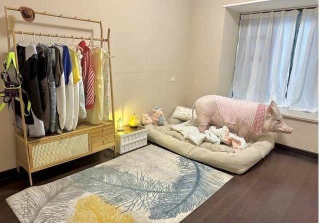 Phòng ngủ của Heo chân hoa với quần áo được đặt may và nhà tắm riêng. Ảnh: Cover News