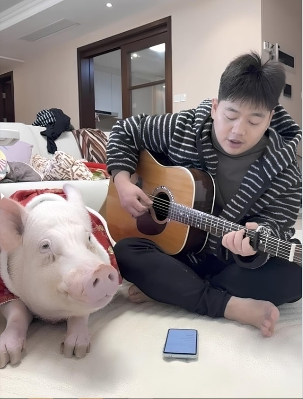 Heo chân hoa được chủ chơi ghi-ta cho thưởng thức. Ảnh: Cover News