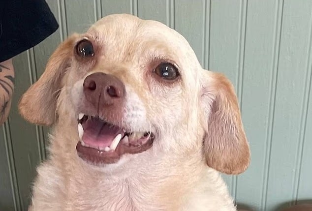 Chú chó thất lạc suốt 5 năm đoàn tụ kỳ diệu với chủ - Ảnh 1.