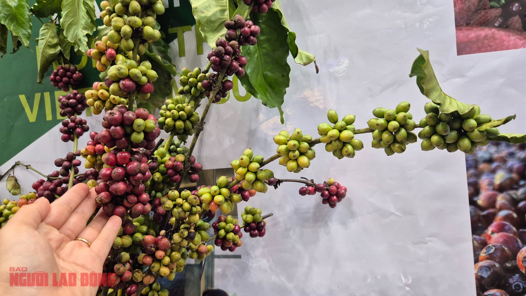 Giá cà phê hôm nay 1-11: Cực đoan hơn thời tiết - Ảnh 1.