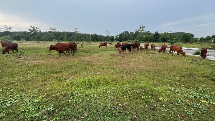 Khu dân cư PNR Estella ở Đồng Nai bị kết luận sai phạm nghiêm trọng - Ảnh 11. Khu dân cư PNR Estella ở Đồng Nai bị kết luận sai phạm nghiêm trọng - Ảnh 11.