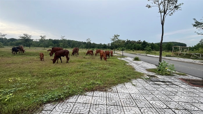 Khu dân cư PNR Estella ở Đồng Nai bị kết luận sai phạm nghiêm trọng - Ảnh 10. Khu dân cư PNR Estella ở Đồng Nai bị kết luận sai phạm nghiêm trọng - Ảnh 10.