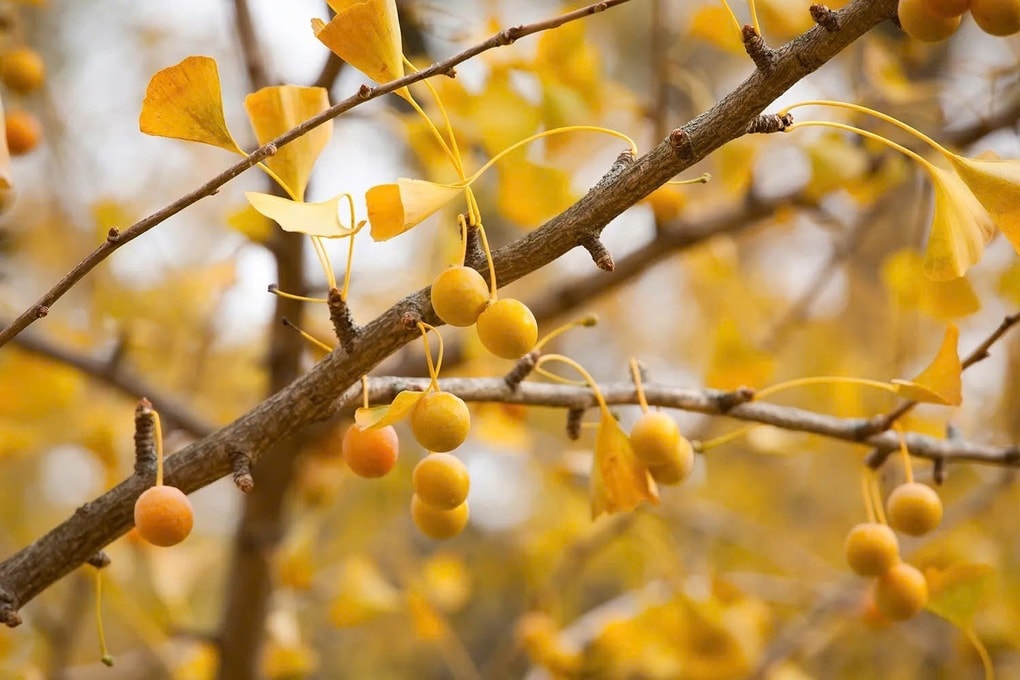 Du khách bịt mũi vì mùi nôn ói tỏa ra từ cặp cổ thụ 75 tuổi ở công viên - 3 Du khách bịt mũi vì mùi nôn ói tỏa ra từ cặp cổ thụ 75 tuổi ở công viên - 3