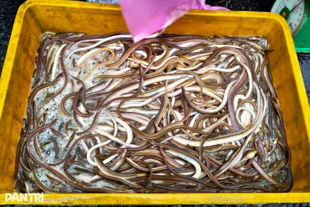 Đặc sản chỉ có trong lũ đầu mùa, dân chong đèn vớt kiếm tiền triệu mỗi đêm - 1 Đặc sản chỉ có trong lũ đầu mùa, dân chong đèn vớt kiếm tiền triệu mỗi đêm - 1