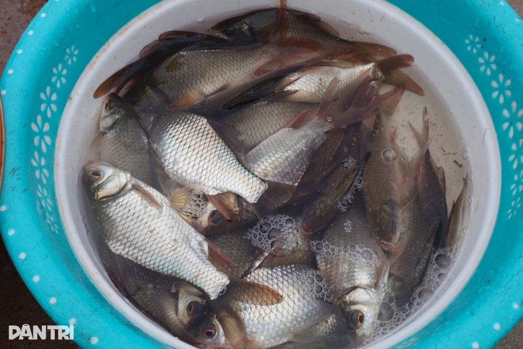 Đặc sản chỉ có trong lũ đầu mùa, dân chong đèn vớt kiếm tiền triệu mỗi đêm - 3 Đặc sản chỉ có trong lũ đầu mùa, dân chong đèn vớt kiếm tiền triệu mỗi đêm - 3