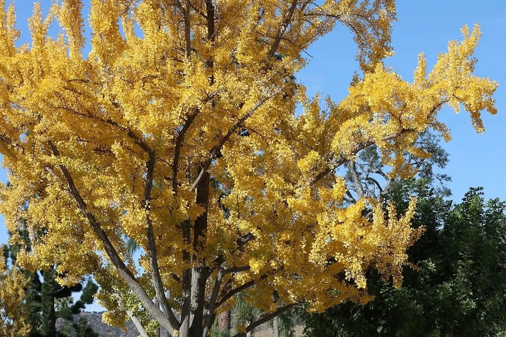 Du khách bịt mũi vì mùi nôn ói tỏa ra từ cặp cổ thụ 75 tuổi ở công viên - 2 Du khách bịt mũi vì mùi nôn ói tỏa ra từ cặp cổ thụ 75 tuổi ở công viên - 2