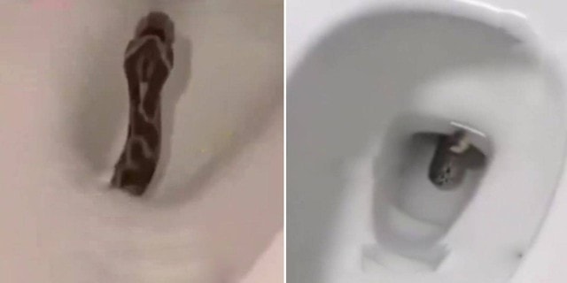 Nhìn thấy thứ đáng sợ trong bồn cầu, người phụ nữ la hé bỏ chạy - Ảnh 1.