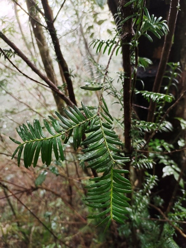 6 loài cây hạt trần quý hiếm có nguy cơ tuyệt chủng tại 1 khu rừng ở Thanh Hóa - Ảnh 9.