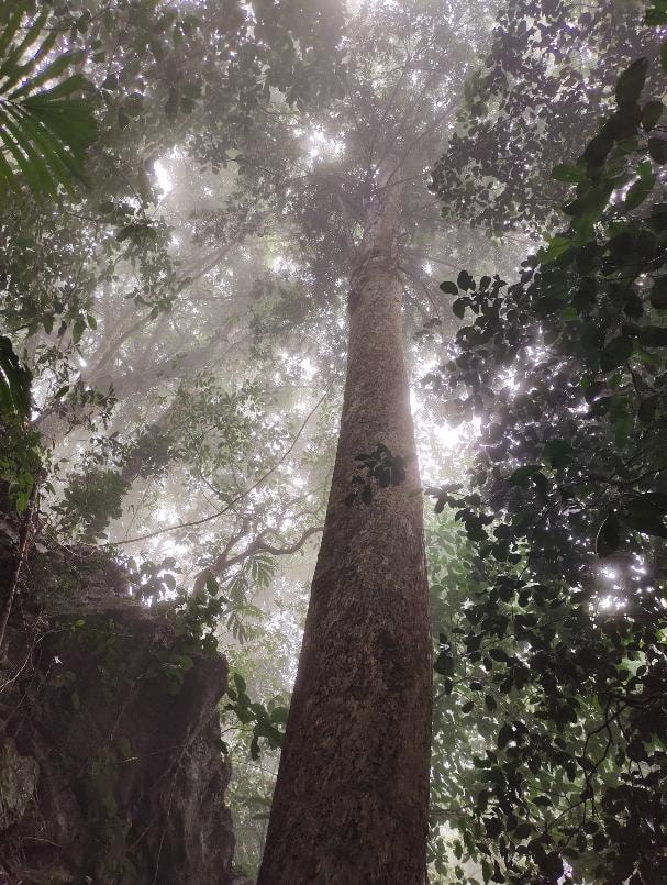 6 loài cây hạt trần quý hiếm có nguy cơ tuyệt chủng tại 1 khu rừng ở Thanh Hóa - Ảnh 4.