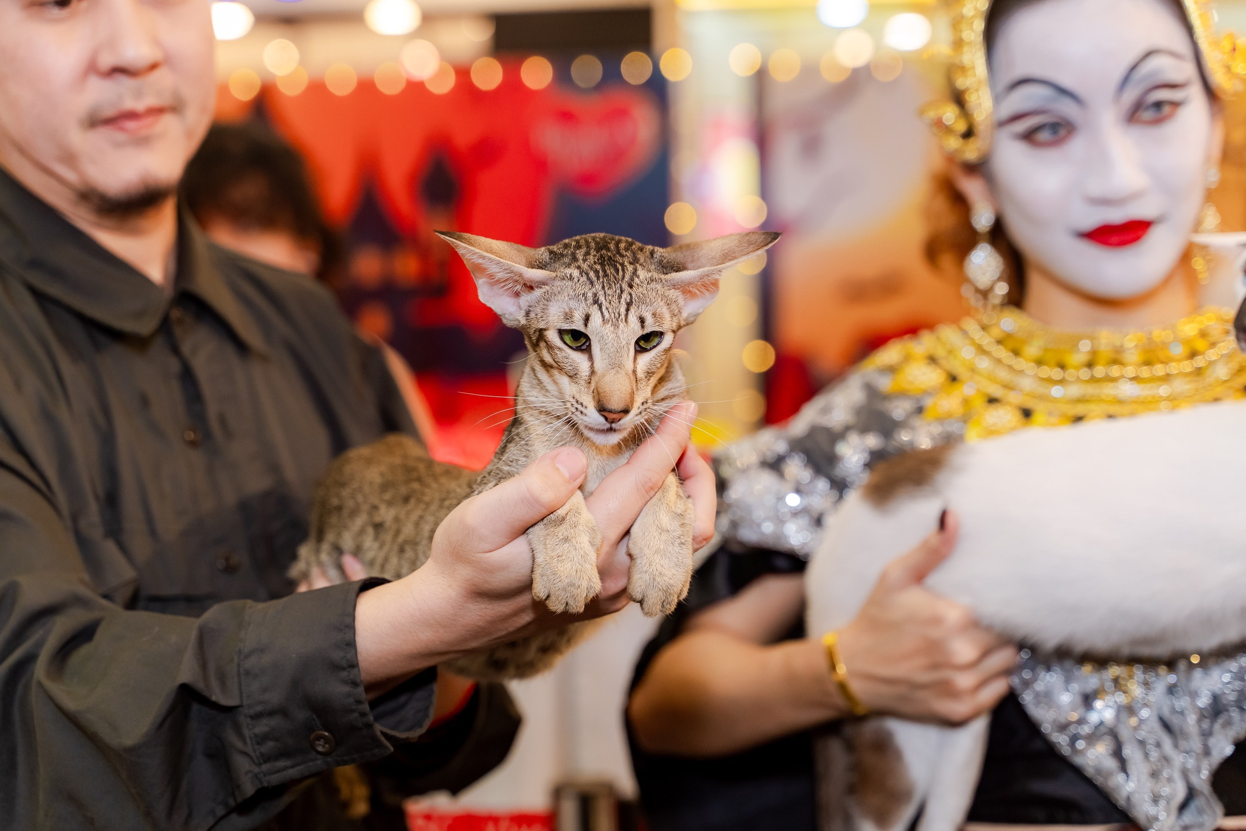 VIDEO: Lần đầu cặp đôi mèo "xấu nhất thế giới" có mặt tại TP HCM - Ảnh 4.