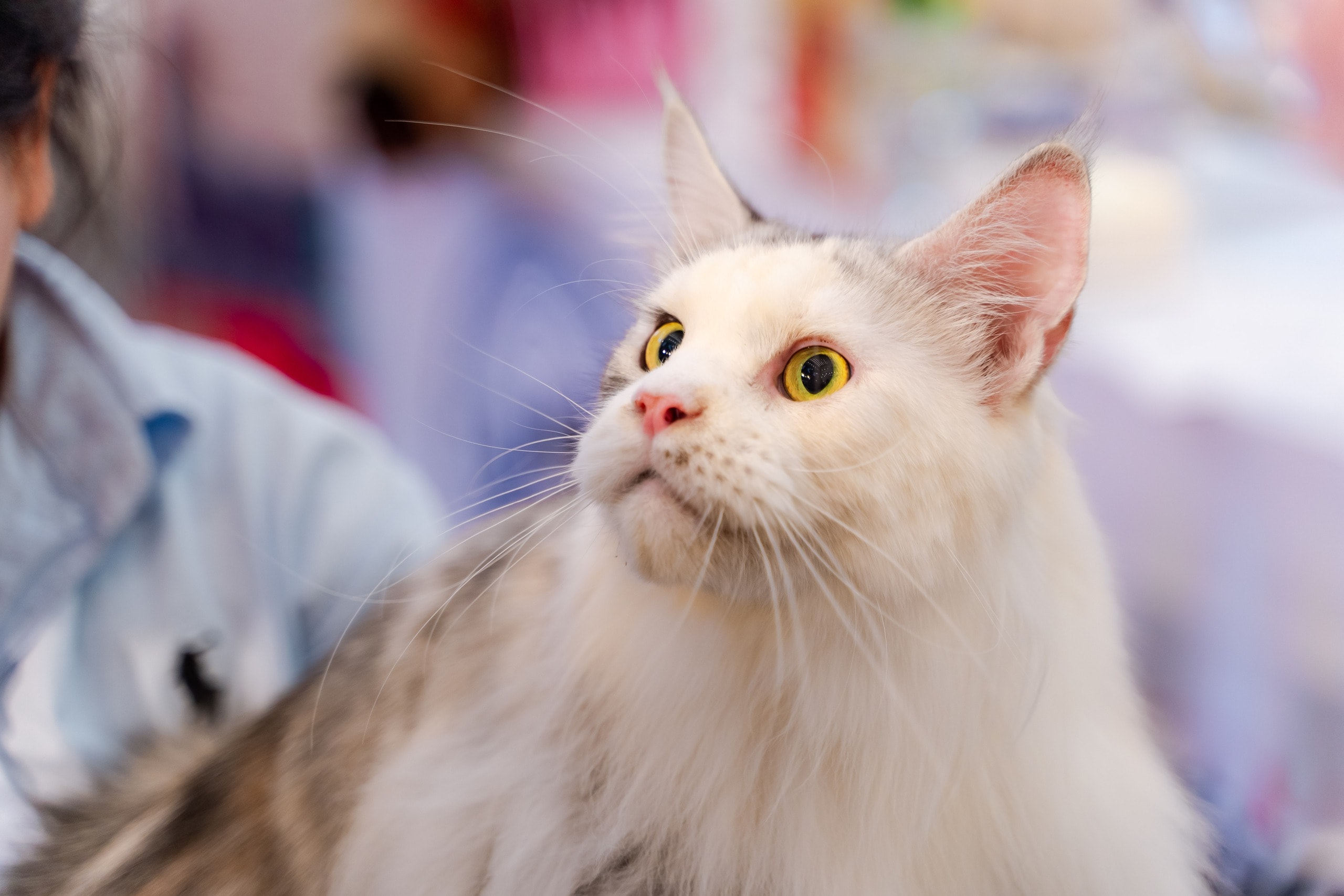 VIDEO: Lần đầu cặp đôi mèo "xấu nhất thế giới" có mặt tại TP HCM - Ảnh 5.