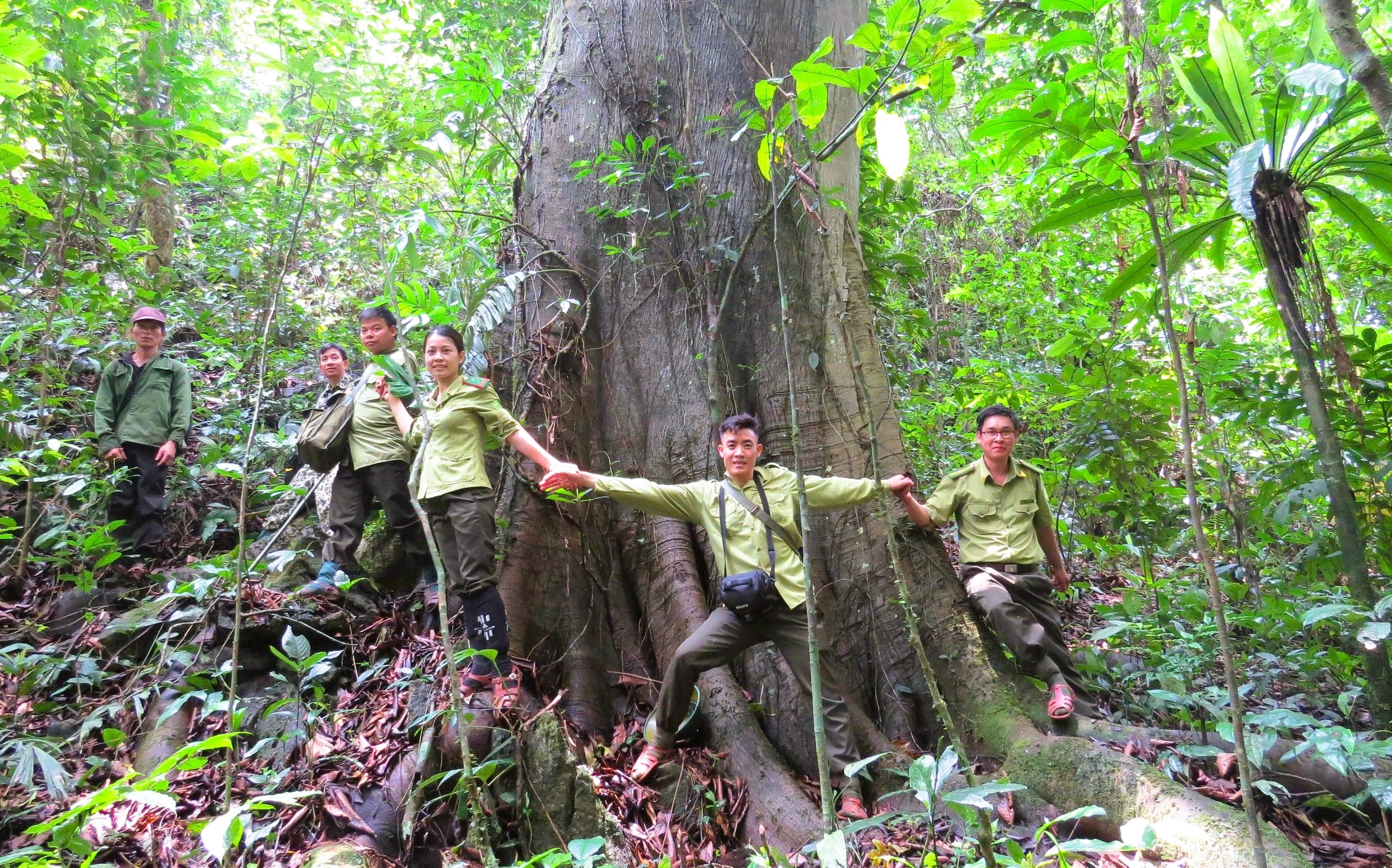 6 loài cây hạt trần quý hiếm có nguy cơ tuyệt chủng tại 1 khu rừng ở Thanh Hóa - Ảnh 11.