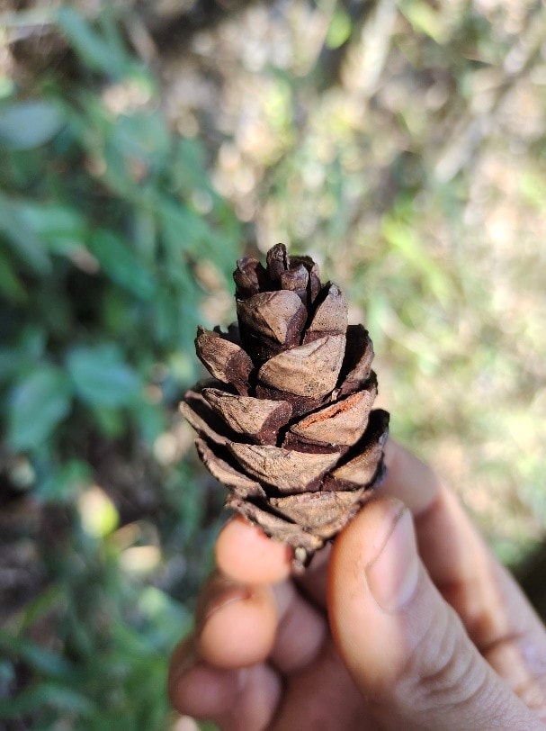 6 loài cây hạt trần quý hiếm có nguy cơ tuyệt chủng tại 1 khu rừng ở Thanh Hóa - Ảnh 10.