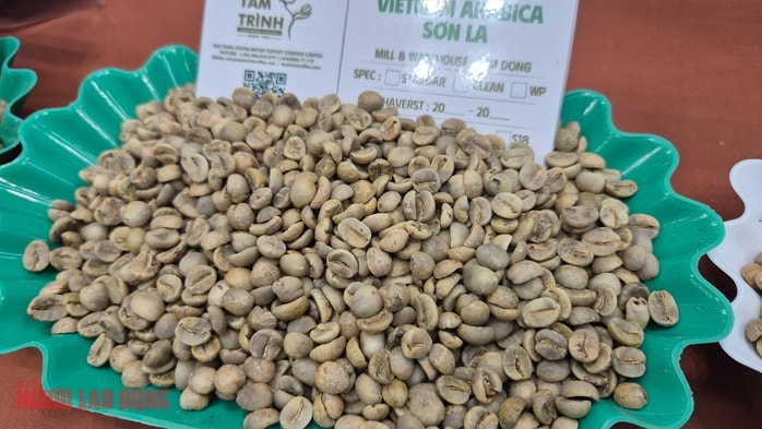 Giá cà phê hôm nay 2 - 11 tại Sơn La: Tăng cao chưa từng có - Ảnh 2.