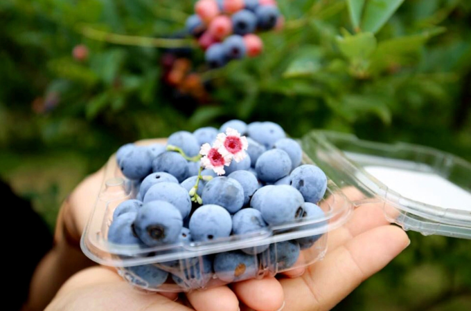 Những loại quả như việt quất không chỉ phòng ngừa ung thư mà còn hỗ trợ phục hồi sau điều trị. Ảnh: Như Nam