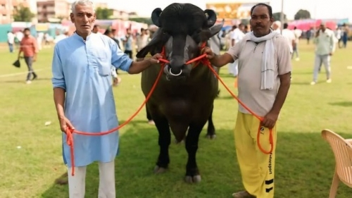 Con trâu màu đen giá 70 tỷ, anh nông dân vẫn "chưa ưng bán"- Ảnh 2. Con trâu màu đen giá 70 tỷ, anh nông dân vẫn "chưa ưng bán"- Ảnh 2.