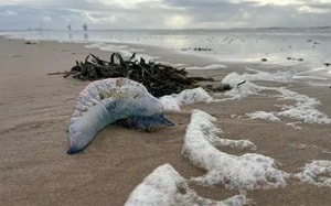 5 người thiệt mạng khi leo núi - Ảnh 3.